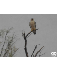 گونه شاهين Barbary Falcon